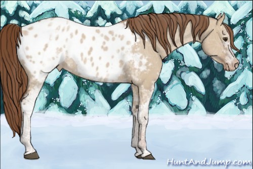 Horse Color:White Spotted Red Dun Blanket