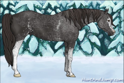 Horse Color:White Spotted Liver Chestnut 