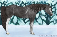 Horse Color:White Spotted Liver Chestnut 