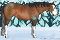 Horse Color:Buckskin Sabino Splash 