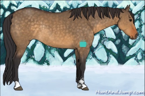 Horse Color:Buckskin Dun Sabino Rabicano 