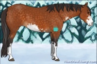 Horse Color:Buckskin Sabino