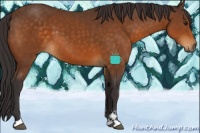 Horse Color:Buckskin Sabino