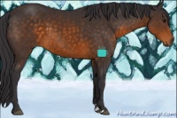 Horse Color:Buckskin Sabino 