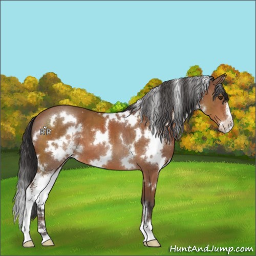 Horse Color:White Spotted Brown Sabino 