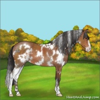 Horse Color:White Spotted Brown Sabino