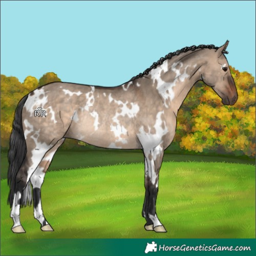 Horse Color:White Spotted Brown Dun Rabicano