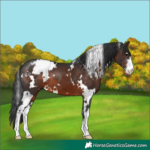 Horse Color:White Spotted Brown Sabino