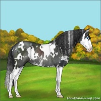 Horse Color:White Spotted Black Sabino Splash Rabicano