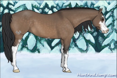 Horse Color:Brown Dun Sabino 