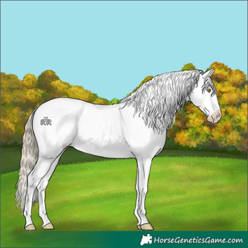 Horse Color:White Spotted Liver Red Dun Pearl Sabino Appaloosa 