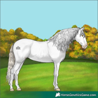 Horse Color:White Spotted Liver Red Dun Pearl Sabino Blanket 