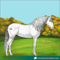 Horse Color:Brown Tobiano Appaloosa 