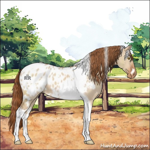 Horse Color:White Spotted Red Dun Tobiano Blanket