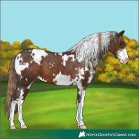 Horse Color:White Spotted Liver Chestnut Sabino Appaloosa 