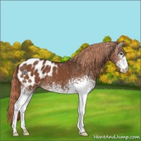 Horse Color:White Spotted Liver Chestnut Appaloosa
