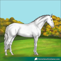 Horse Color:Silver Brown Dun Appaloosa 