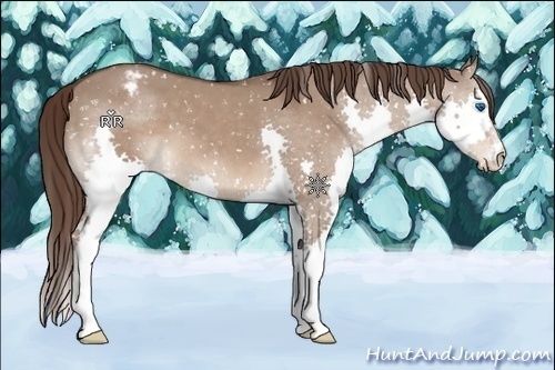 Horse Color:Liver Red Dun Splash Appaloosa 