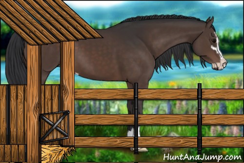 Horse Color:Brown Sabino