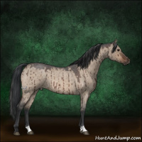 Horse Color:Brown Roan Dun Brindle 