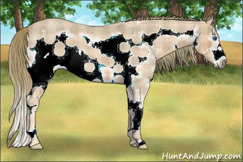 Horse Color:Plaid  Red Roan Sabino Splash Frame 