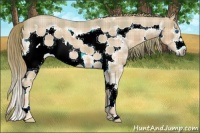 Horse Color:Plaid  Red Roan Sabino Splash Frame 