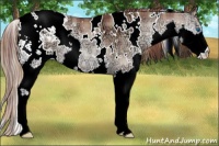 Horse Color:Plaid  White Spotted Bay Ice Pearl Onyx Splash Appaloosa 