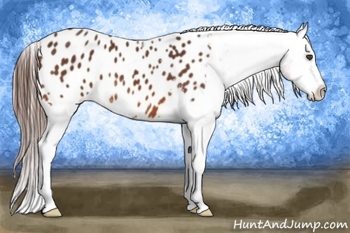 Horse Color:Bay Appaloosa 
