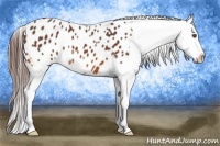 Horse Color:Bay Appaloosa