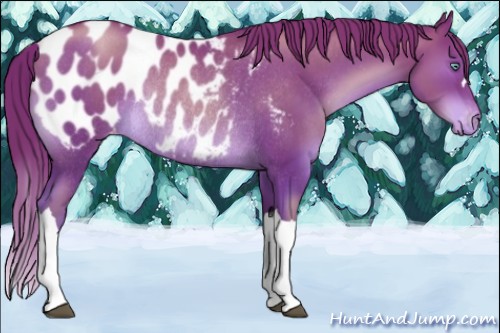 Horse Color:Chocolate Brown Pearl Appaloosa Rabicano 