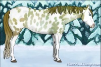 Horse Color:Chocolate Brown Pearl Dun Splash Appaloosa Rabicano 