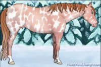 Horse Color:Buckskin Pearl Dun Appaloosa 