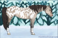 Horse Color:Brown Dun Appaloosa 