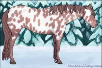 Horse Color:Brown Pearl Appaloosa Rabicano