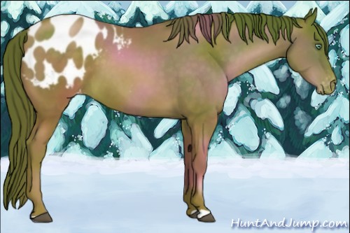 Horse Color:Chocolate Brown Pearl Appaloosa 