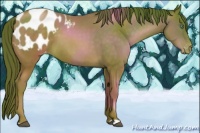 Horse Color:Chocolate Brown Pearl Appaloosa