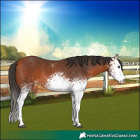 Horse Color:White Spotted Bay 