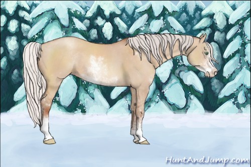Horse Color:Silver Amber Champagne Dun Sabino 