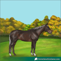 Horse Color:Silver Brown 