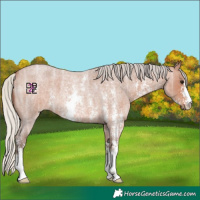 Horse Color:Silver Bay Ice Roan Sabino 