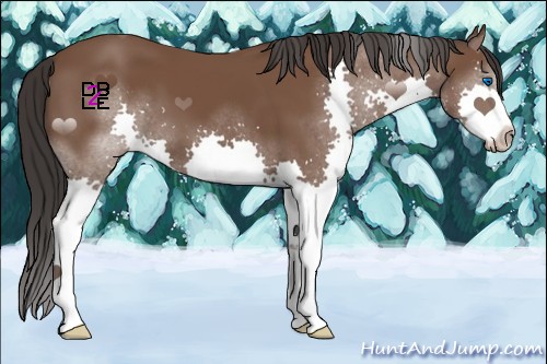 Horse Color:Bay Splash 