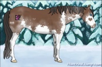 Horse Color:Bay Splash