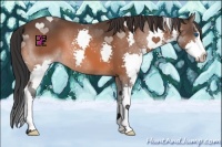Horse Color:Brown Splash 