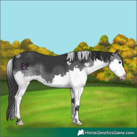 Horse Color:Black Splash
