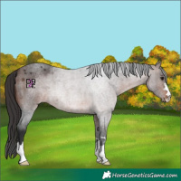 Horse Color:Brown Roan 