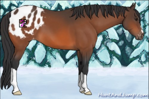 Horse Color:Brown Appaloosa