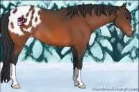 Horse Color:Brown Appaloosa 