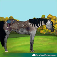 Horse Color:ERROR: UNKNOWN ANOMALY