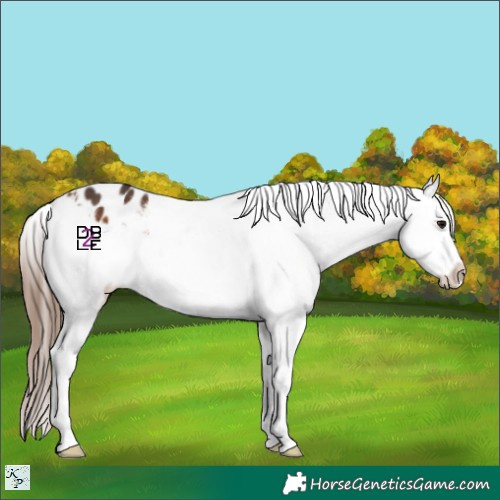 Horse Color:Bay Appaloosa 