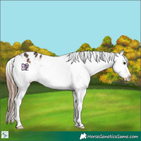 Horse Color:Bay Appaloosa 